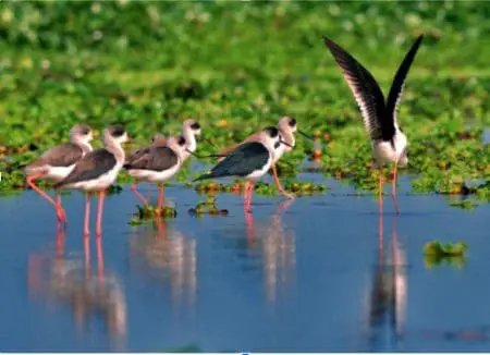 Today Is World Wetlands Day Yet Wetlands Are In Danger Now More Than Ever. &Raquo; Screen Shot 2024 02 02 At 2.54.33 Pm