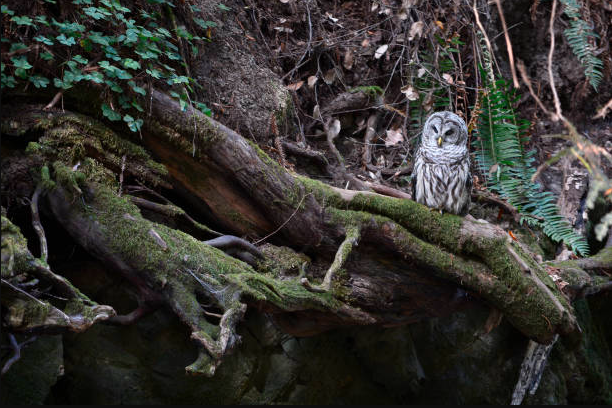 Exploring-6-Owl-Species-In-California