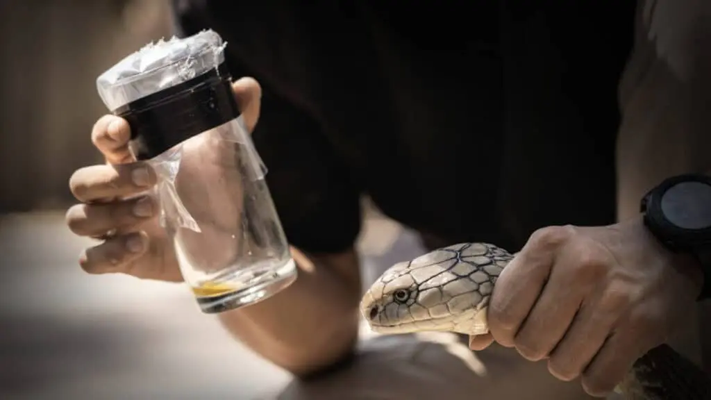 Snake Milker