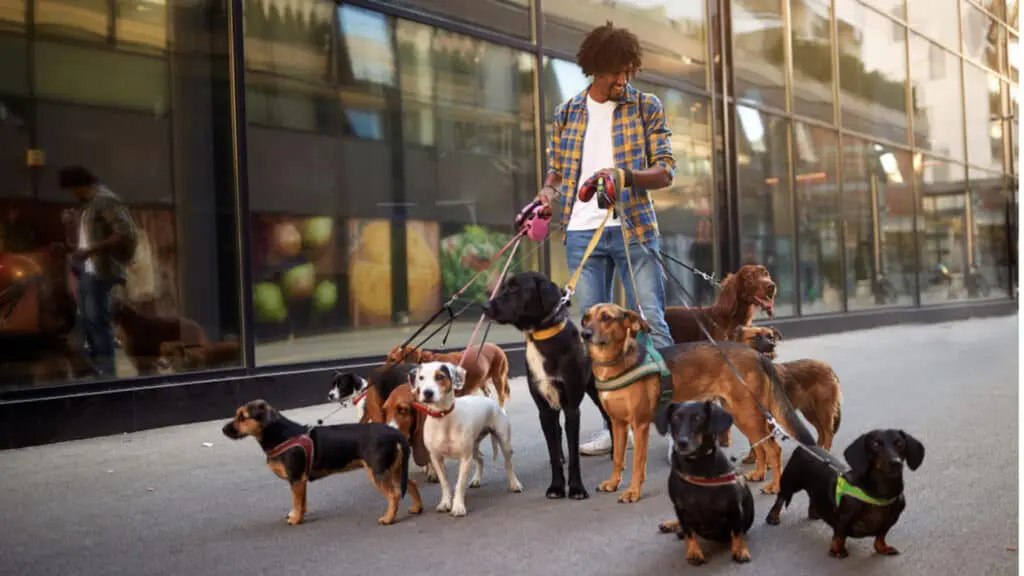 16 Ways The Rich Make Even More Money By Working Less 44 Dog Walker