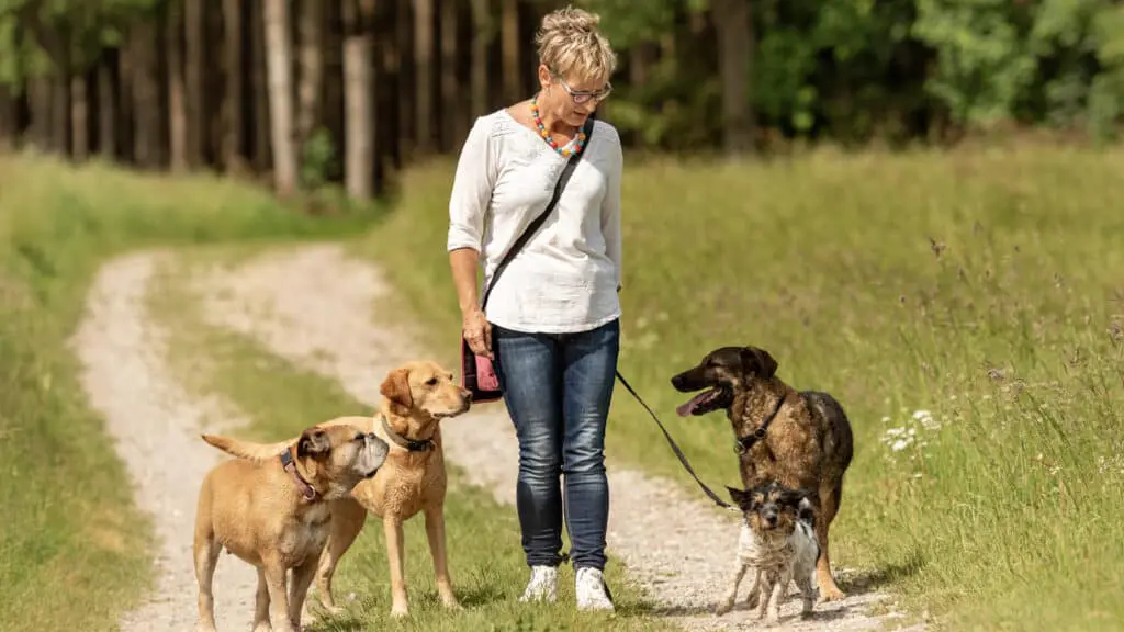 15 Reasons Why Companies Are Not Hiring People Over 50 16 Dog Walker