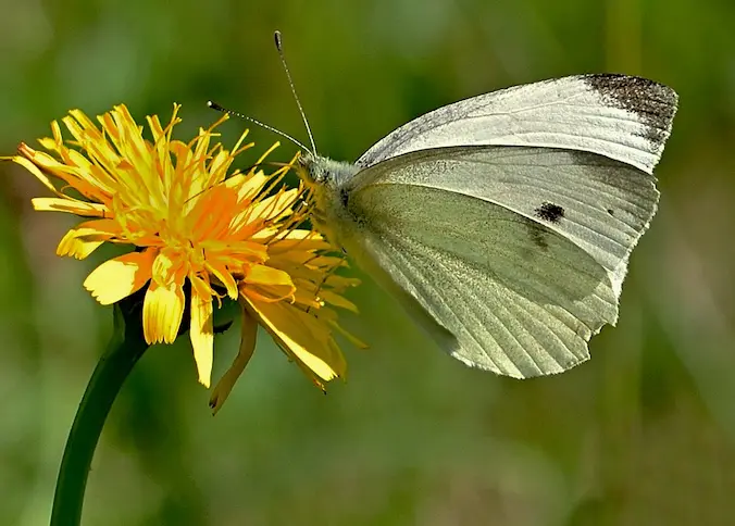 Dandelion • Grief Is Healing Medicine &Raquo; Butterfly 4398127 1280