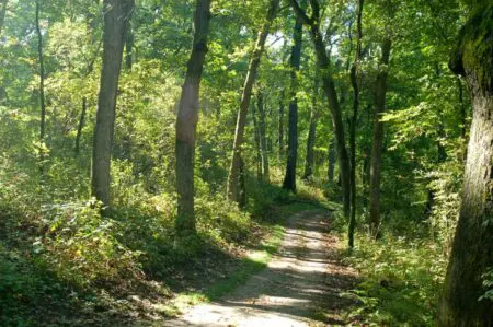 Exploring Accessible Trails At Lebanon Hills Regional Park In Eagan, Mn &Raquo; Sunny Trail 1024X681 1