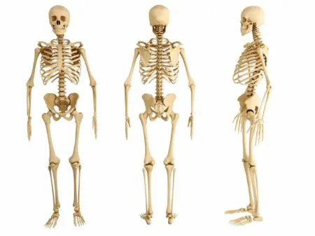 How To Maintain Strong Bones After 50 &Raquo; Kdabkn5