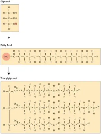 Breaking Down Fat Byproducts Could Lead To Healthier Aging − Researchers Identify A Key Enzyme That Does Just That &Raquo; File 20240116 20 Gctpab