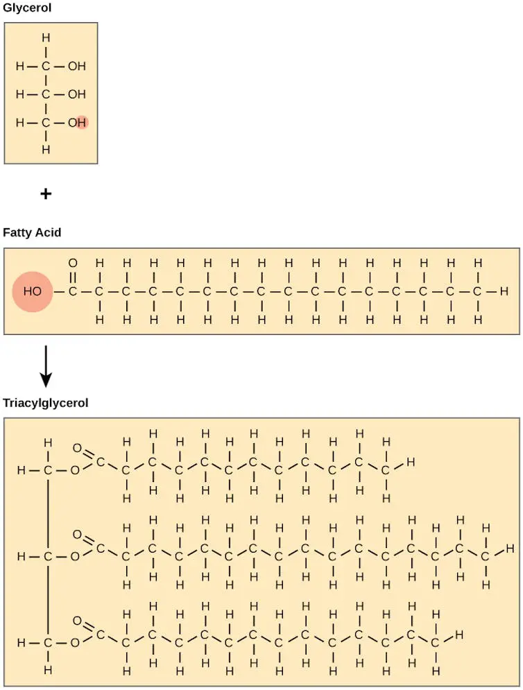 Breaking Down Fat Byproducts Could Lead To Healthier Aging − Researchers Identify A Key Enzyme That Does Just That 1 Figure Showing The Chemical Structure Of Glycerol, A Fatty Acid, And A Triglycerol