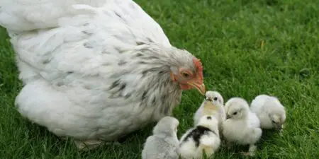 In Business, What Comes First The Chicken Or The Egg? &Raquo; Blog Graphic 1