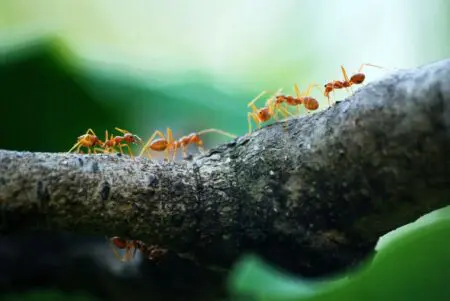 Emotional Contagion To Boost Team Productivity At Work-5 Powerful Tips &Raquo; Pexels Poranimm Athithawatthee 284222 842401 Scaled 1