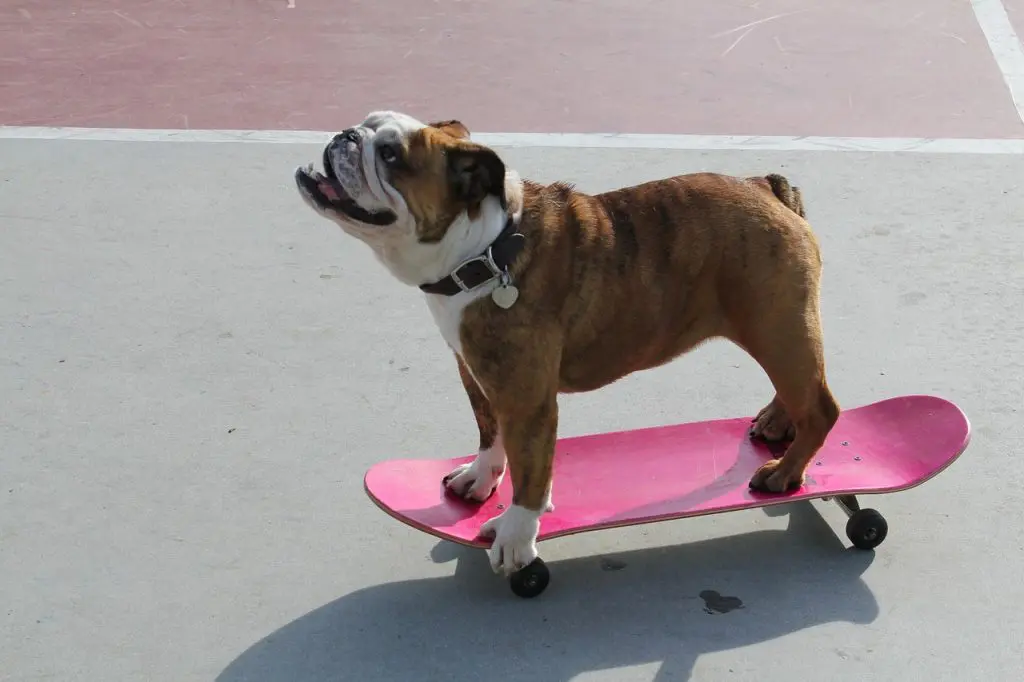 Dogs &Raquo; Bulldogonskateboard 1024X682 1