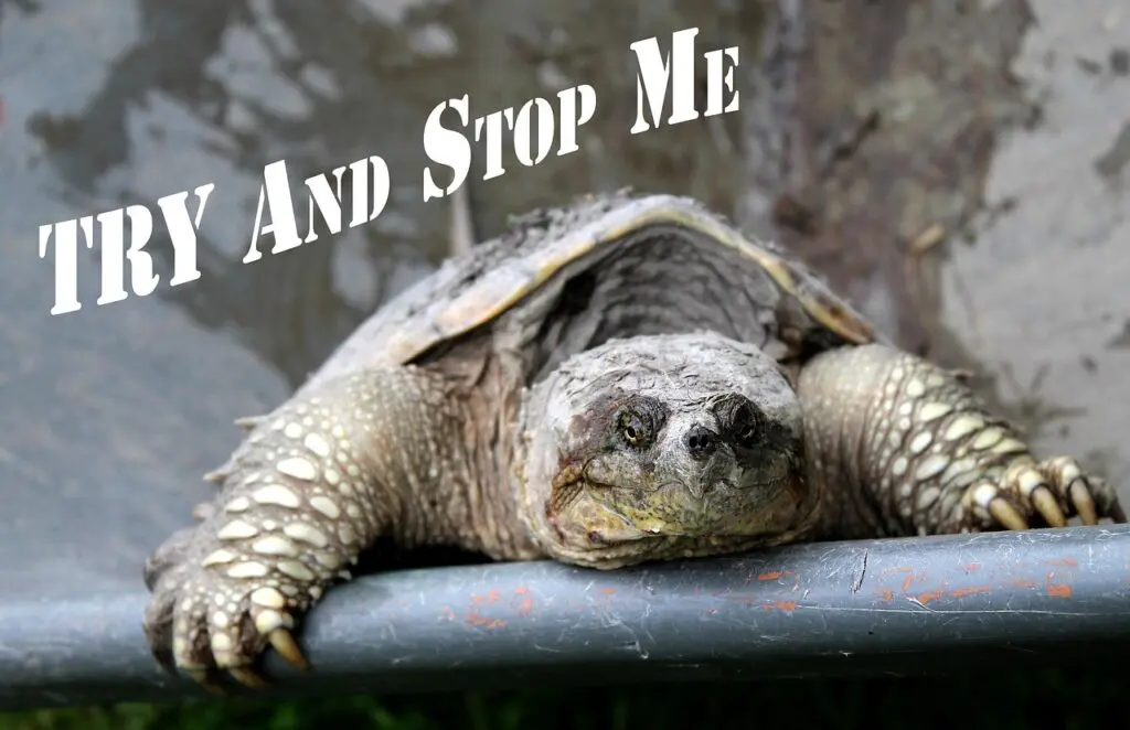 Personal Experiences Can Provide A Better Roadmap For Business &Raquo; Cj Turtle Motivational Quote 3403638 1280 1 1024X662 1