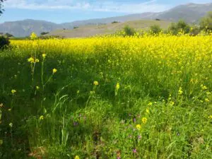Ojai, California:  This Santa Fe Knock-Off, Nicknamed “Shangri-La,” Offers Visitors Spirituality, Music, Art Tours, Wine Tastings — And Coastal Breezes &Raquo; Happy Valley Home To Beatrice Wood Art And Culure Center 300X225 1