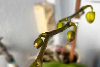 Sparks Of Joy #33 – The Promise Of Blooming &Raquo; Sparks Of Joy 33 The Promise Of Blooming 350X233 1