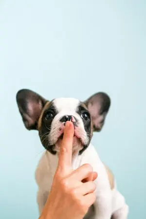 Empathy In Leadership: 4 Powerful Game-Changing Traits To Adopt For Better Decisions &Raquo; Pexels Shvetsa 4587991 Scaled 1