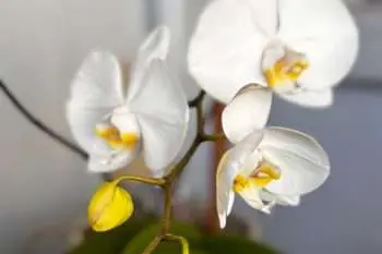 Anticipating The Bloom: Finding Beauty In The Becoming &Raquo; Anticipating The Bloom 2 350X233 1