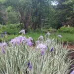 Linda Ballou Finds Corvallis, Oregon To Be Organically Charming, Energetic, Highly Walkable And Worthy Of Your Visit &Raquo; Iris Thyme Garden Linda Ballou Copy 150X150 1
