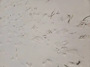 Where Are Your Footprints? &Raquo; Unknown 300X225 1