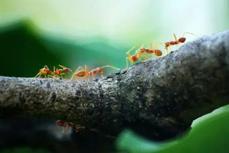 Creating A Loyal Team-7 Powerful Leadership Empathy Skills To Adopt &Raquo; Pexels Poranimm Athithawatthee 284222 842401 1 Scaled 1