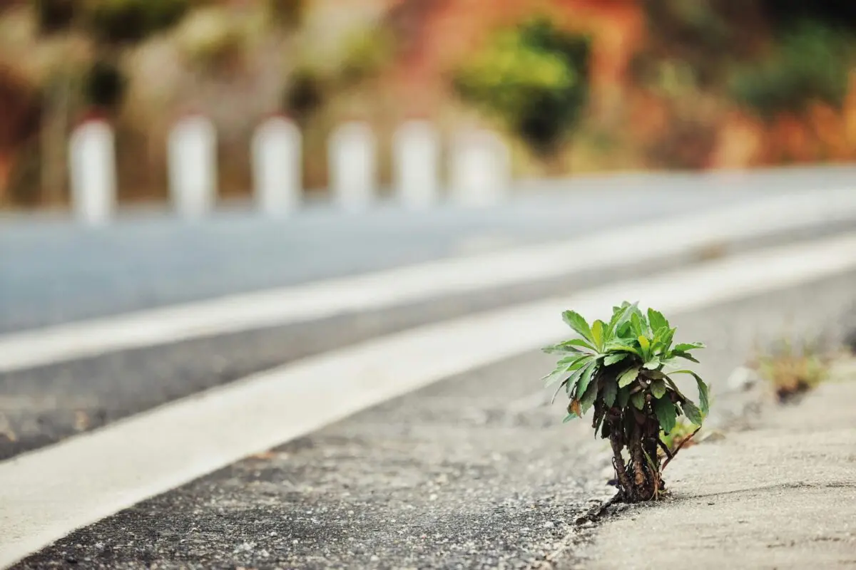Plant Growing Up Through Cracked Road
