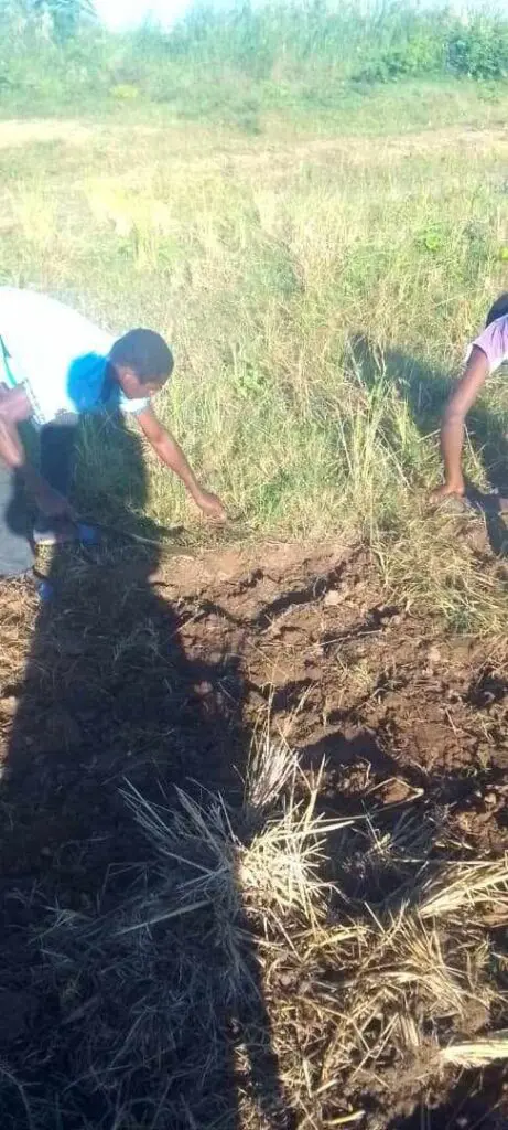 Boys In Field Harvesting Rice And Sweet Potatoe