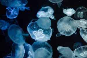 What Jellyfish Taught Us About Overcoming Challenges &Raquo; Shutterstock 2477187425 300X200 1