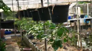 Upside Down Plant