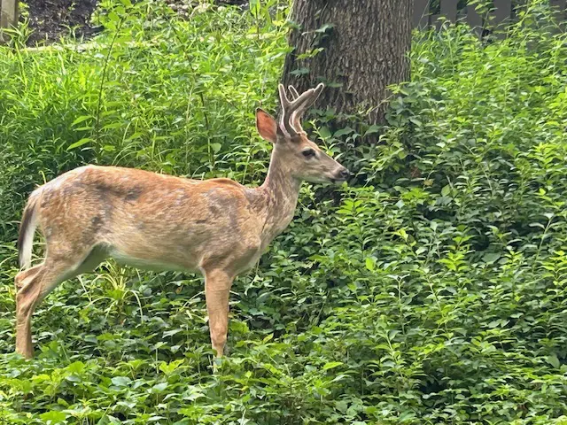 Just One Way Is Irrelevant: Seek Multiple Approaches For Business Growth &Raquo; Deer 1 1