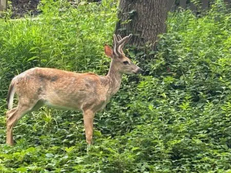 Just One Way Is Irrelevant: Seek Multiple Approaches For Business Growth &Raquo; Deer 1
