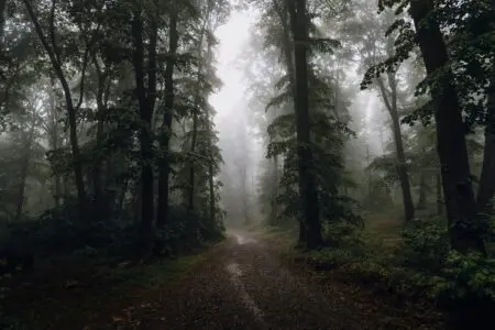 Lost In The Woods &Raquo; Https3A2F2Fsubstack Post Media.s3.Amazonaws.com2Fpublic2Fimages2Fcbbcbe20 1Efb 44Ef 91C1 E8274A13E1B0 6013X4009