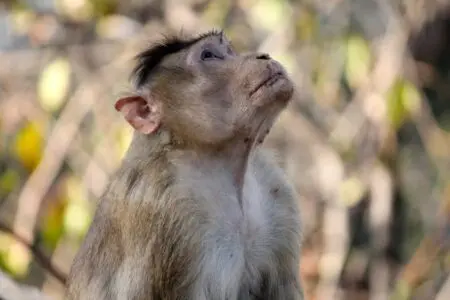 Life Ups And Downs Are Valuable Lessons For Business Growth &Raquo; Mirkosajkov Monkey 4906705 1280 1024X682 1