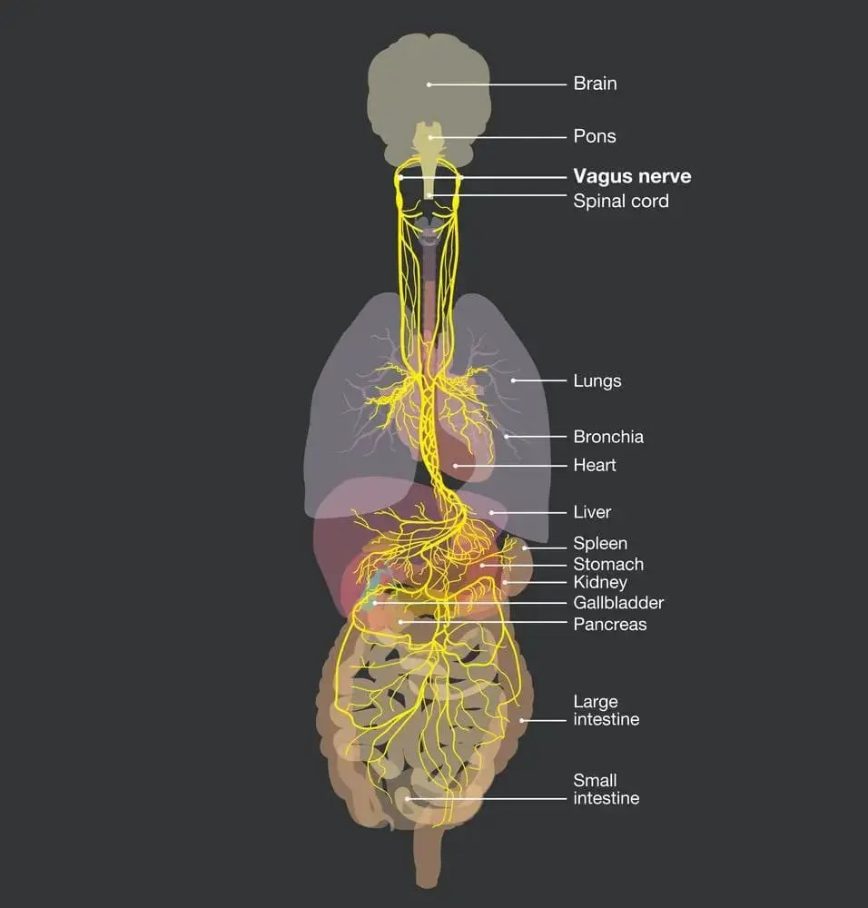 Training The Vagus Nerve: Micro-Habits That Turn Daily Stress Into Unstoppable Resilience &Raquo; 1754502225085