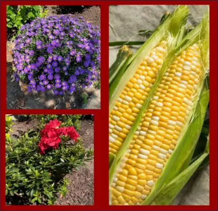 Gardening And Growing &Raquo; Gardening