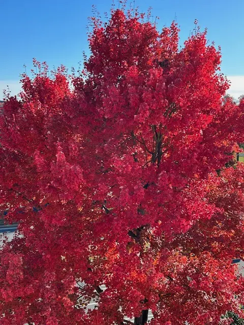 Model The Variety Of Trees For Business Growth &Raquo; Red Tree 1