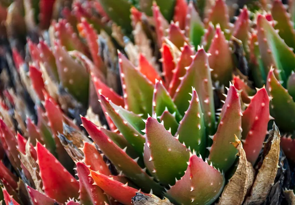 Questions Help One Move From Doubt To Business Growth &Raquo; Ri Ya Cactus 7797750 1280 1024X710 2
