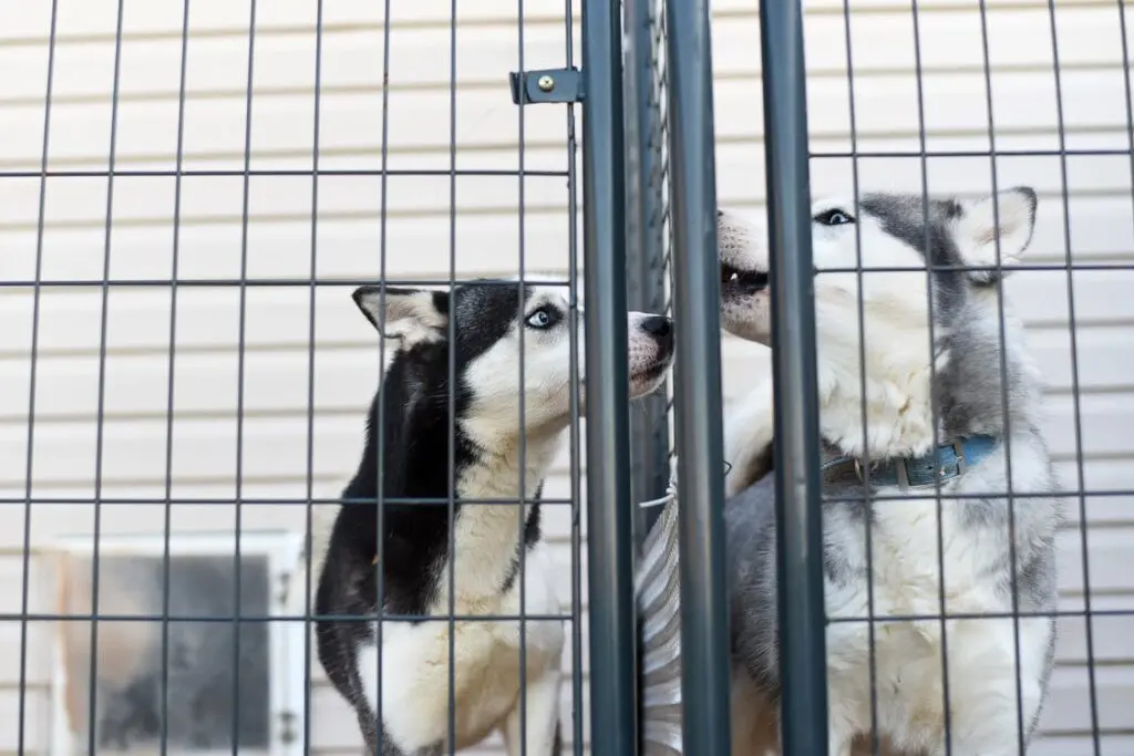 Dog Shelters: Giving Your Pet The Best Chances &Raquo; Pexels Photo 4059470 1024X683 1 1