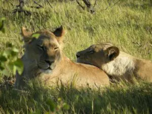 Linda Ballou Shares Seven Great Travel Picks For 2026. Now’s The Time To See The World!! &Raquo; Lions Botswana Linda Ballou 300X225 1