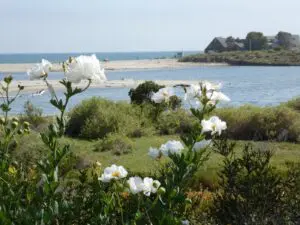 In A Malibu State Of Mind, Linda Ballou Shares The Amazing Tale Of May Rindge, The “Queen Of Malibu,” &Amp; Other Reasons Why You Should Visit &Raquo; Malibu Lagoon Vu From Adamson House Linda Ballou 300X225 1