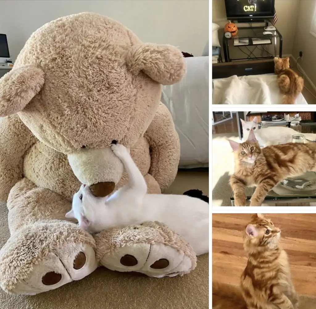 Fin'Ch And Henry Our Joy Toys