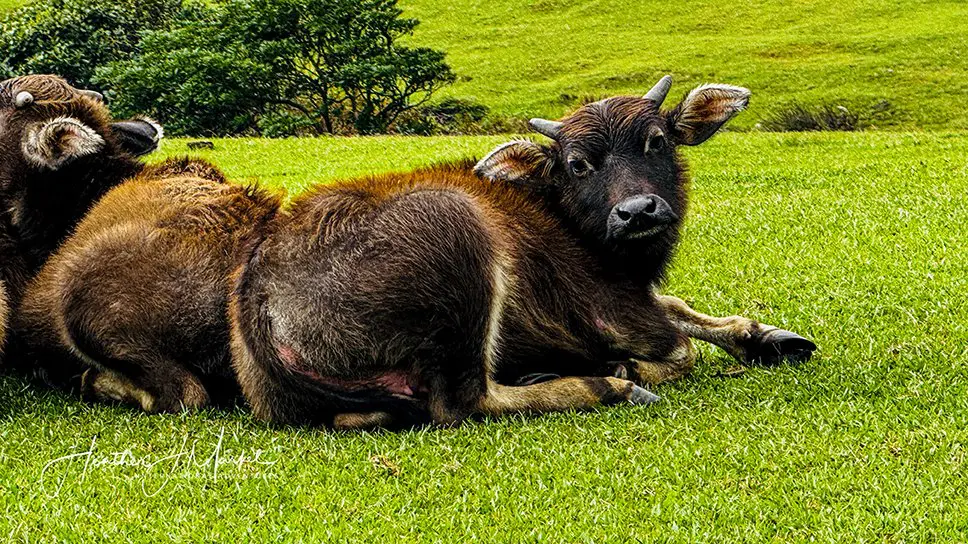 Best Things To Do In Taipei: Qiantiangang Water Buffalo, Jianguo Jade Market &Amp; Tamsui &Raquo; 122