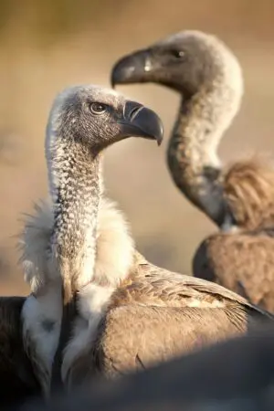 Vulture Capitalism Comes For Health Care &Raquo; Https3A2F2Fsubstack Post Media.s3.Amazonaws.com2Fpublic2Fimages2F1926E4B9 39E1 4Ce0 8659 B53Ad799496F 1894X2841
