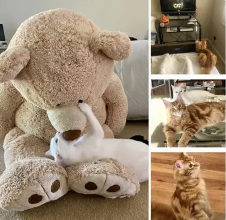 Cats &Raquo; Finchteddy3Images 1024X1000 1