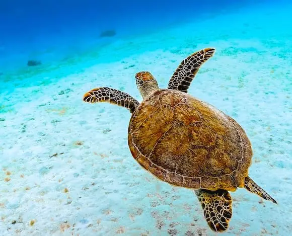 Sea Turtle Medicine &Raquo; Sea Turtle