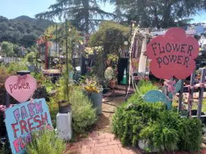Linda Ballou Offers A Toast To Her Beloved Topanga Town In California’s Santa Monica Mountains &Raquo; Flower Power At Pinetree Circle 300X225 1