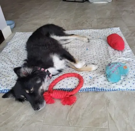 Life With Piper: How a Dog Changed Our Life