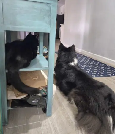 The Joy (and Mischief) of a 2 Year Old Cat