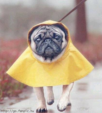 How To Stay Dry As A Pug &Raquo; 2 Bbook Photo