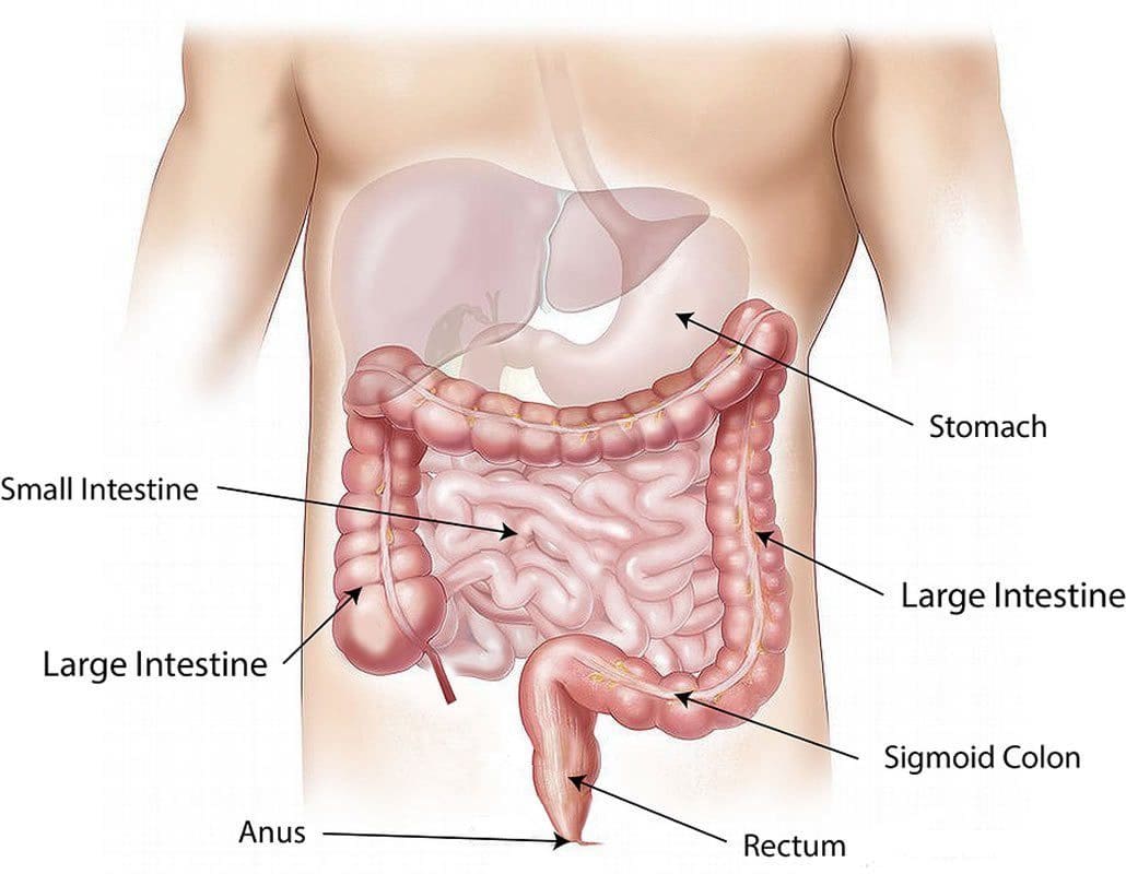 Intestines