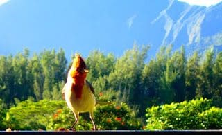 Beautiful Birds On Kauai