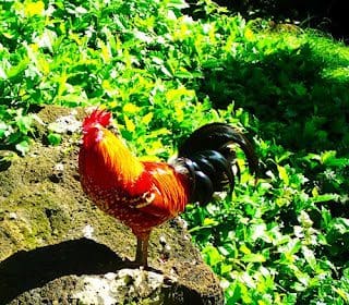 Rooster Kauai