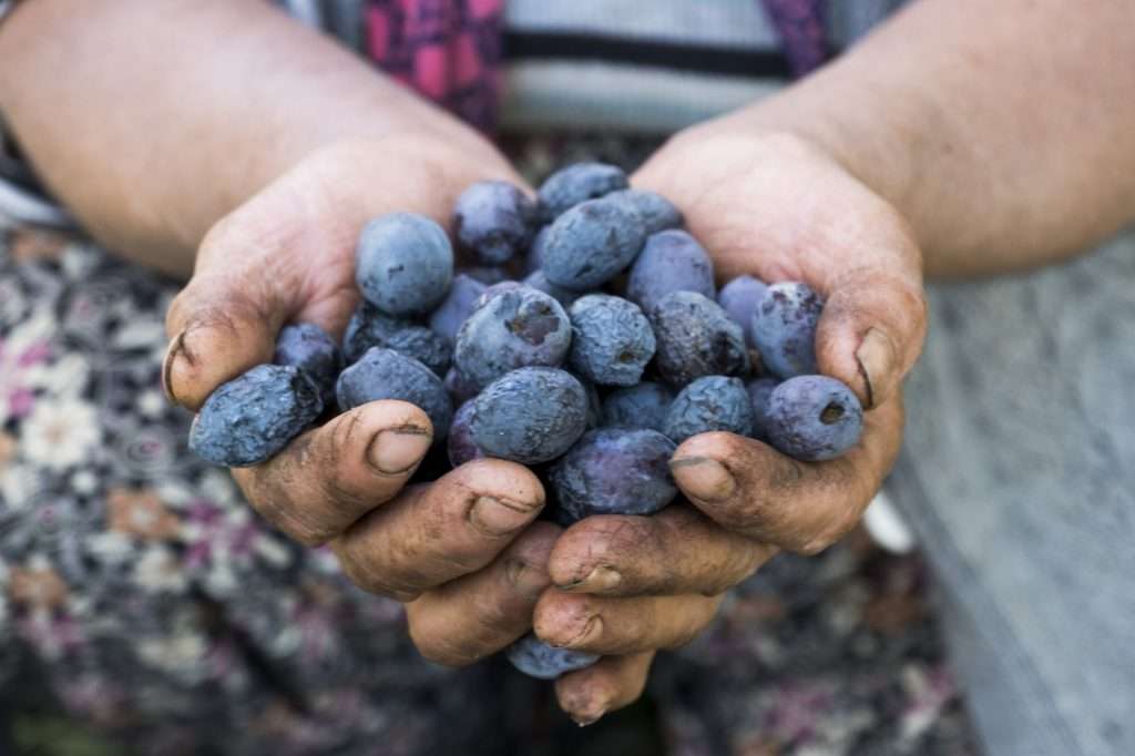 Closeup Of Woman With Olives In Hands At Vineyard Kalkan, Turkey By Ralph Velasco