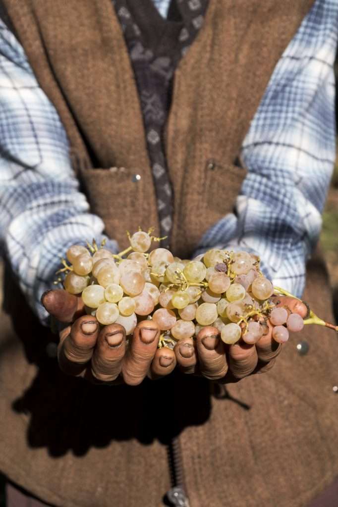 Hasan With Grapes In Hands In Vineyard P - Kalkan, Turkey By Ralph Velasco